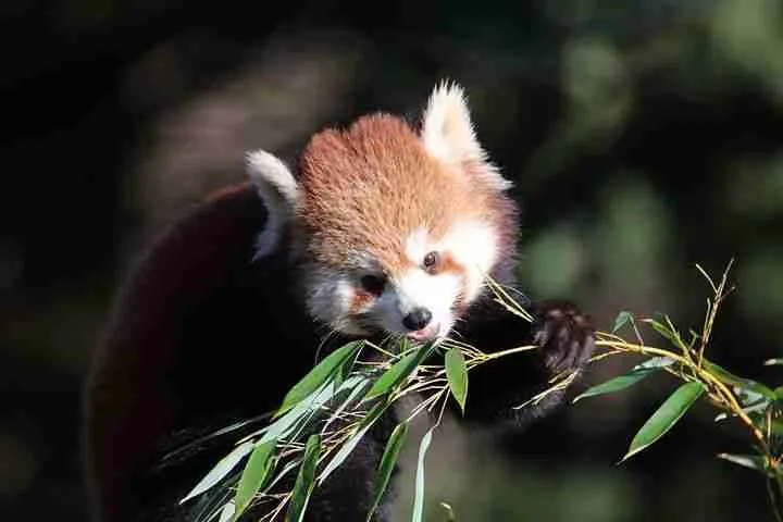 Red Panda Eating Bamboo 