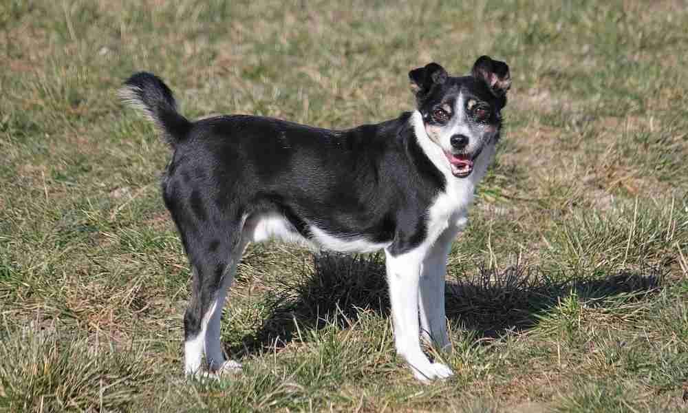  Karelian Bear Dogs - Best Dog to Scare a bear