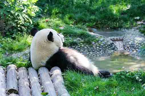 Giant Panda Relaxing Alone and Viewing Its Environment 