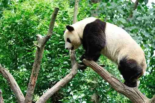 Giant Panda Climbing a Tree Branch 
