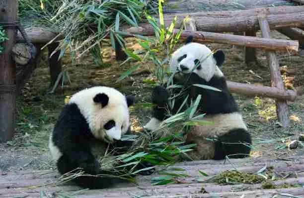 Giant Pandas Relaxing and Eating Bamboo