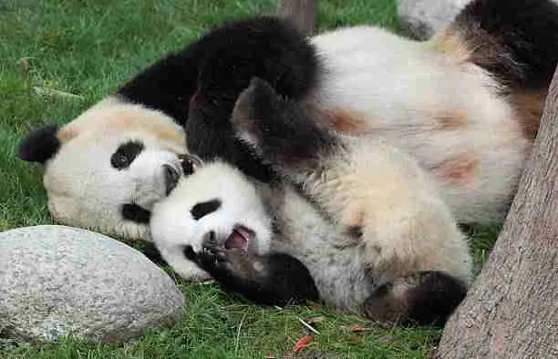 Giant Panda Spending Time With Her Cub