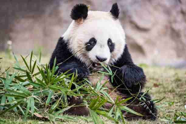 Giant Panda Eating Bamboo