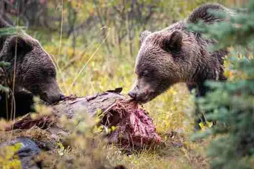 Two grizzly bears eating a dead human body.