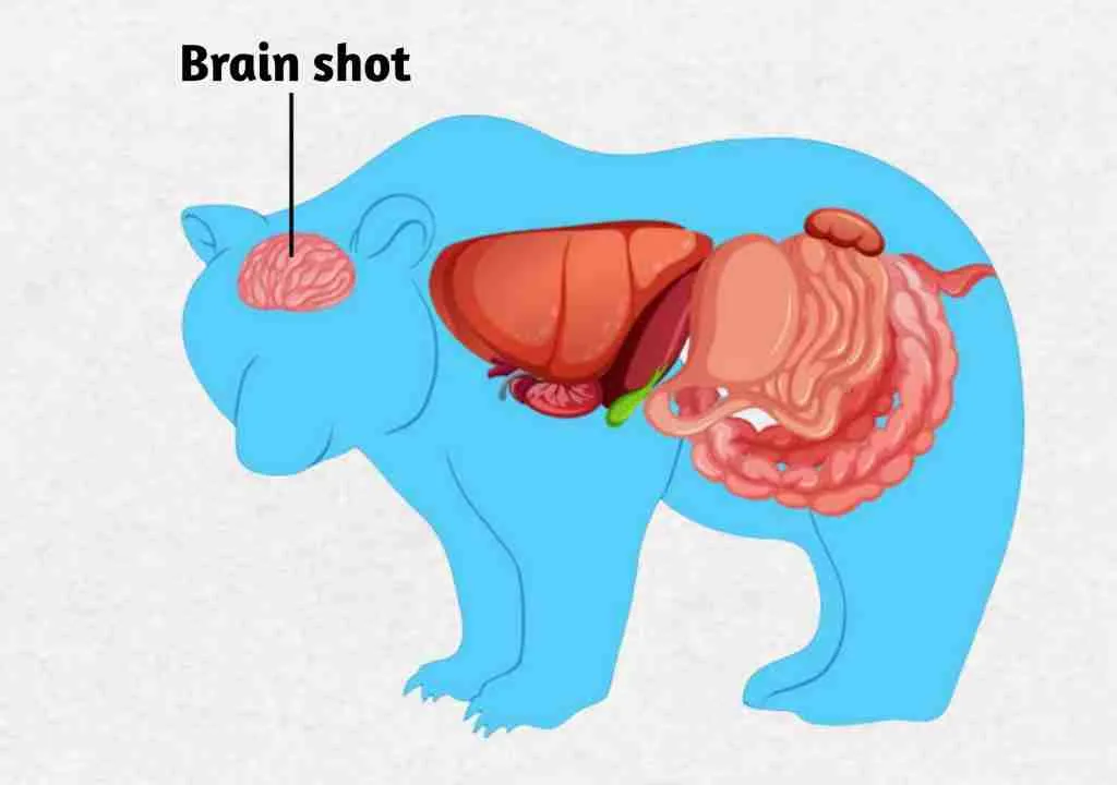 Brain Shot - An Effective Shot for Stopping Bears 