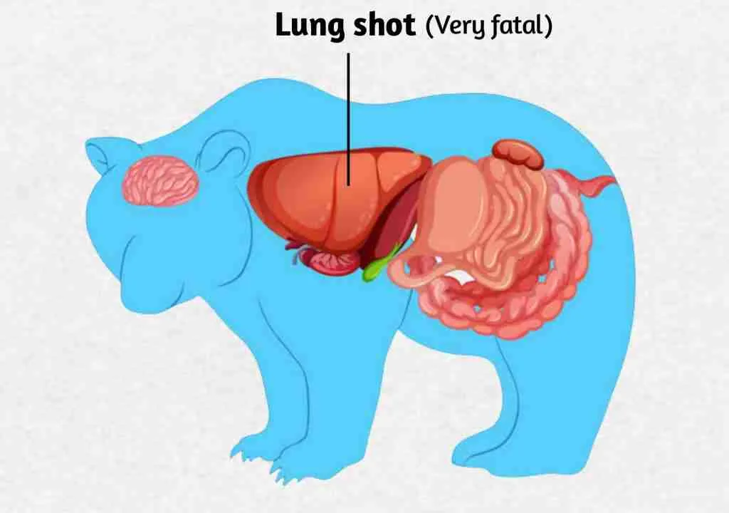 Lung Shot - An Effective Shot for Stopping Bears 