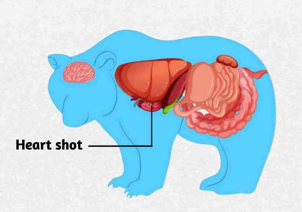 Heart Shot - An Effective Shot for Stopping Bears