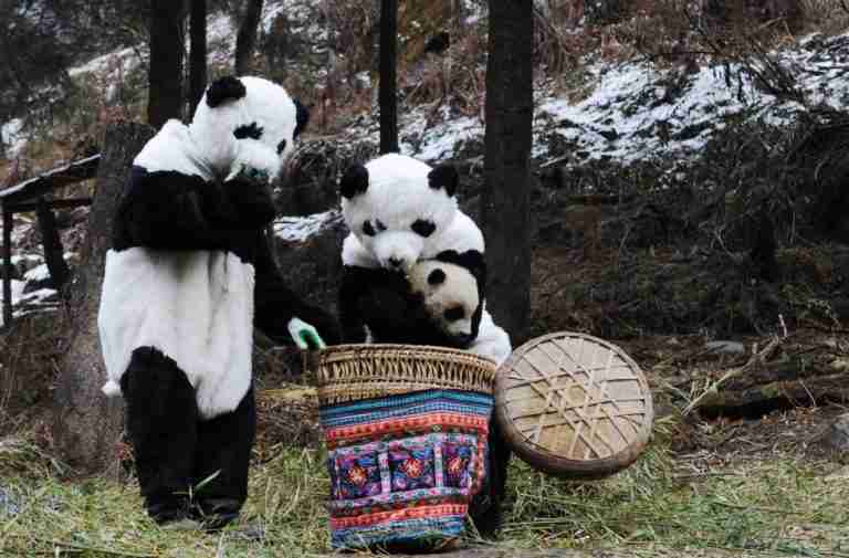 Ready To Be a Panda Nanny? (6 Things You Should Know!)