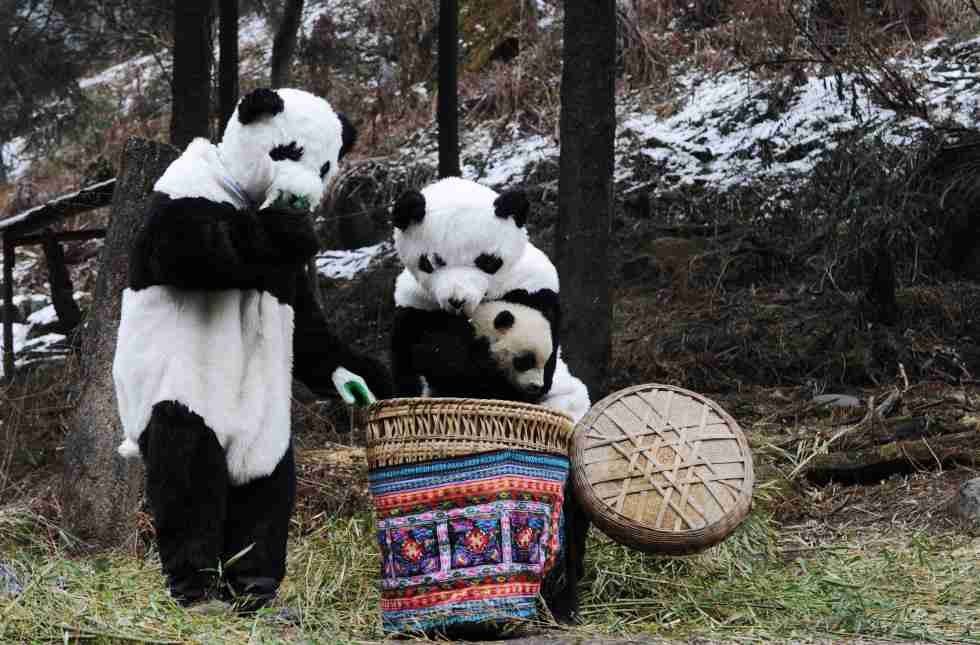 Picture of panda nannies wearing masks