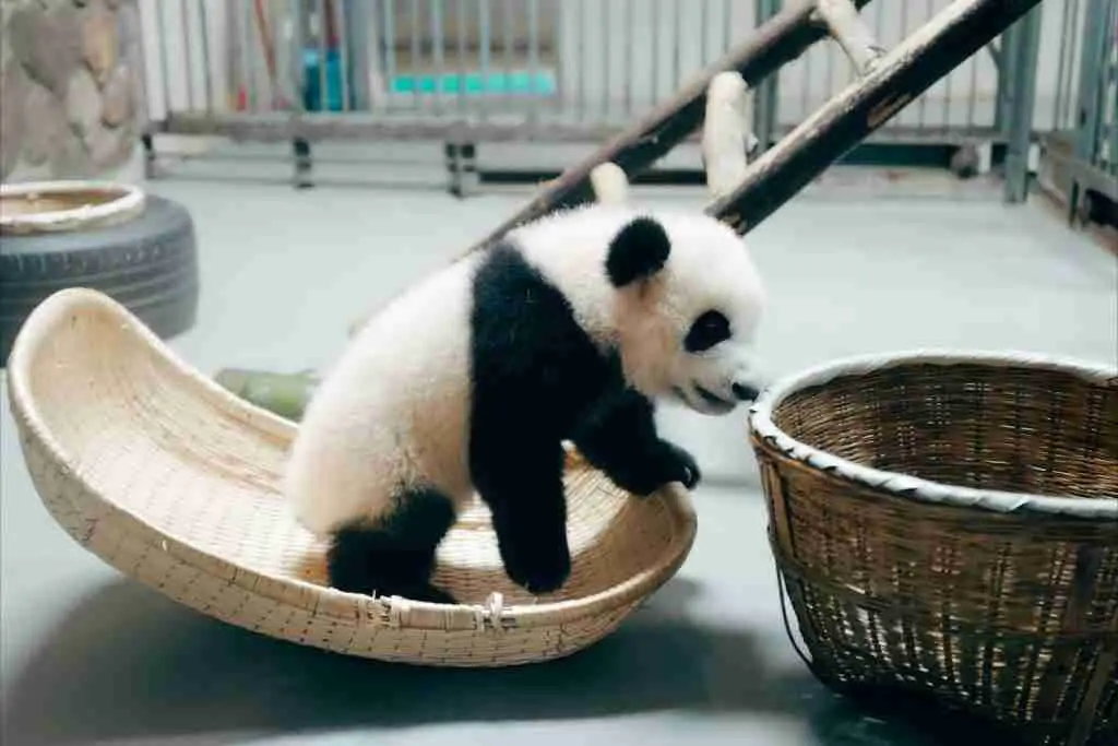 A Panda Cub In Captivity