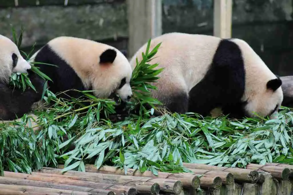 A mother panda and her cubs eating bamboo leaves
