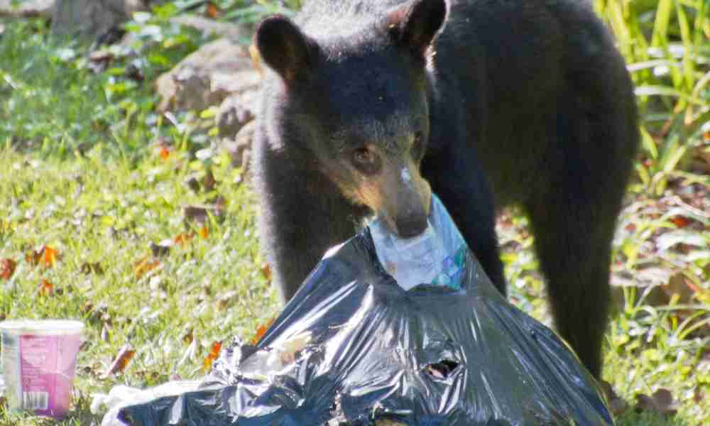 Are Black Bears Omnivores? (7 Types of Food They Eat)