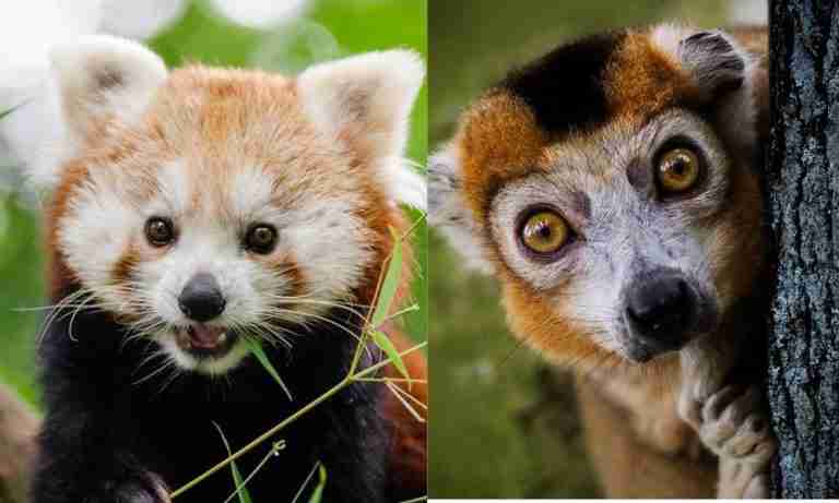 Red Pandas And Lemurs: 13 Key Differences & Similarities