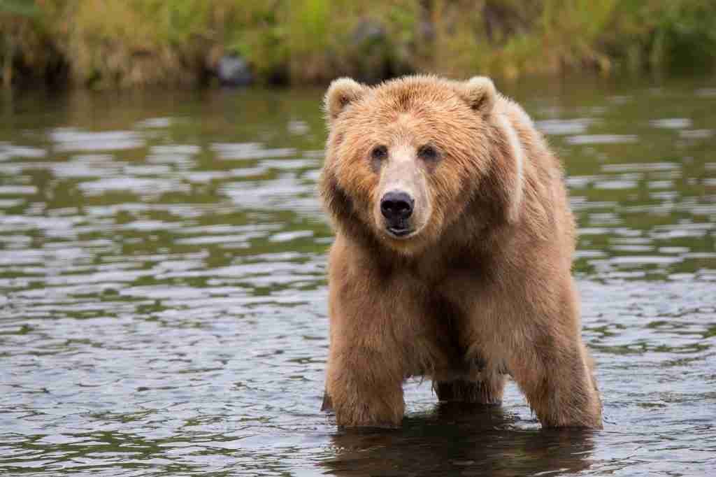 A picture of a grizzly bear