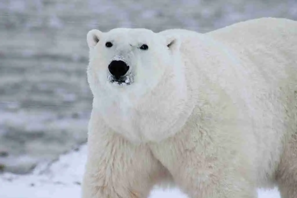 A picture of a polar bear