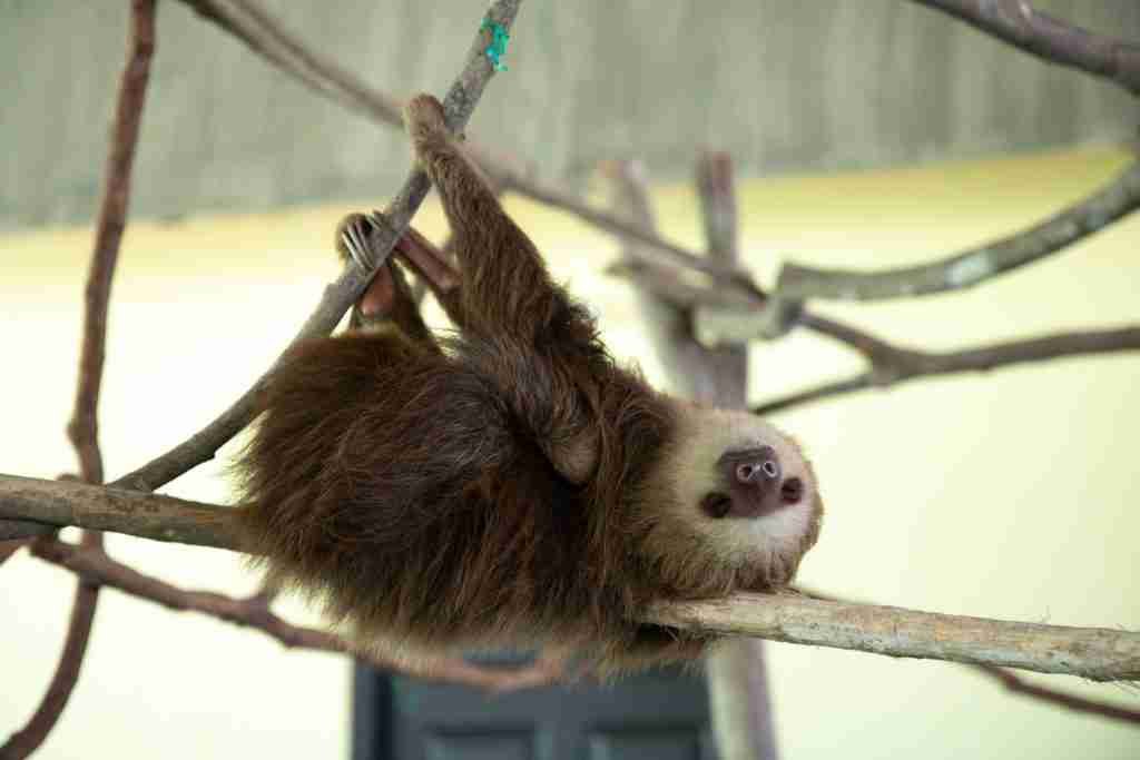 A picture of a sloth bear