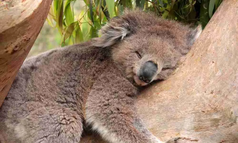 Koala Bear Coarse Fur