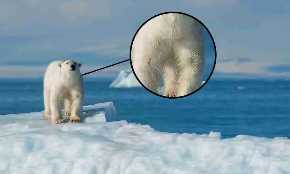 Polar Bear Soft & Coarse Fur