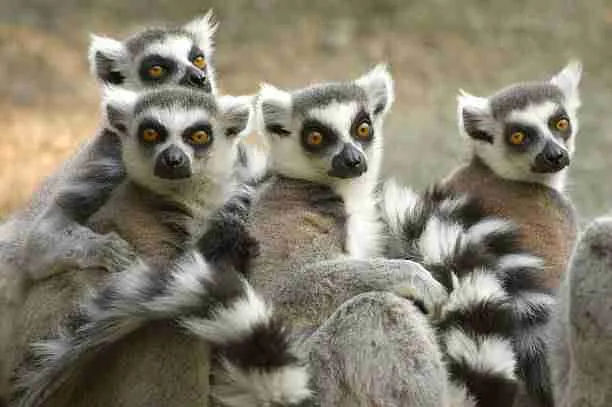 A Troop of Lemurs 