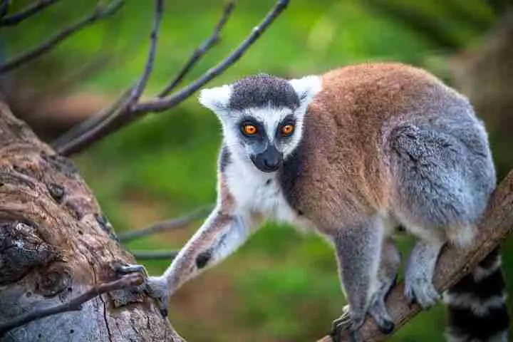 A Lemur on a Tree