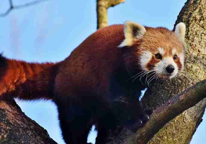 Red Panda on a Tree