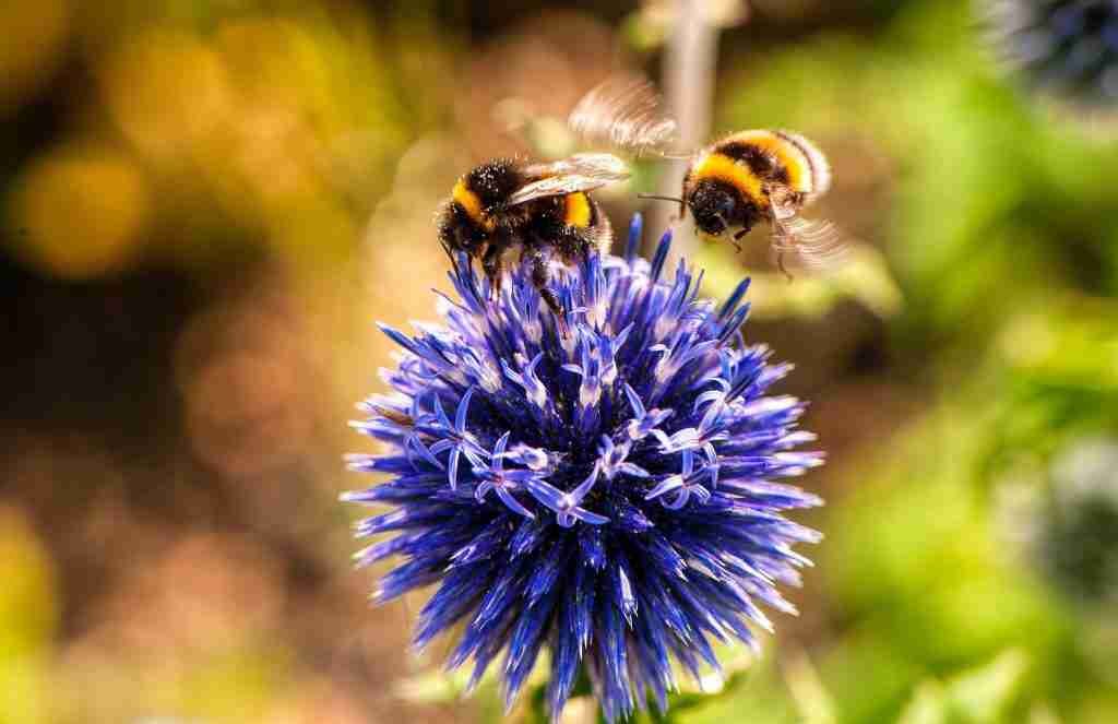 An image of insects as a diet for black bears