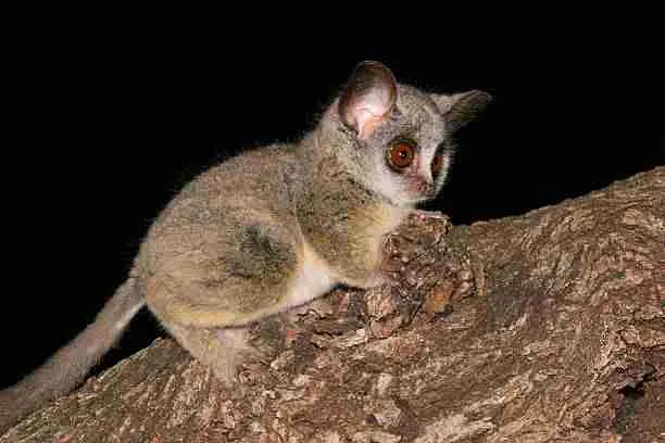 Bushbaby - Close Relative of a Lemur 