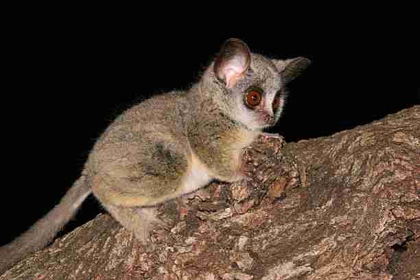 Bushbaby - Close Relative of a Lemur 