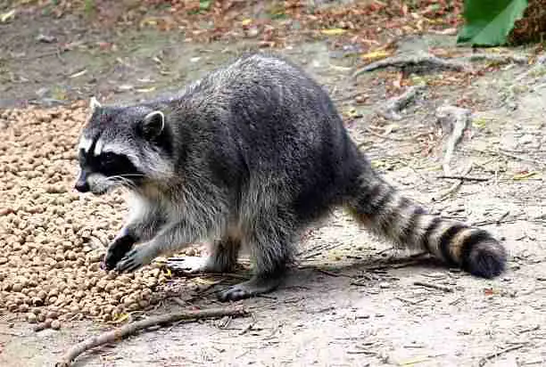 A Raccoon - Close Relative of the Red Panda