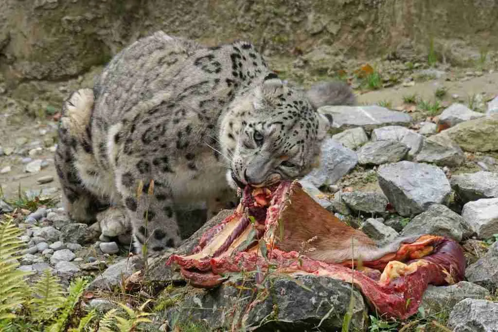 A Snow Leopard Feeding On Its Prey