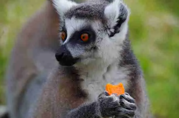 A lemur Eating Fruits