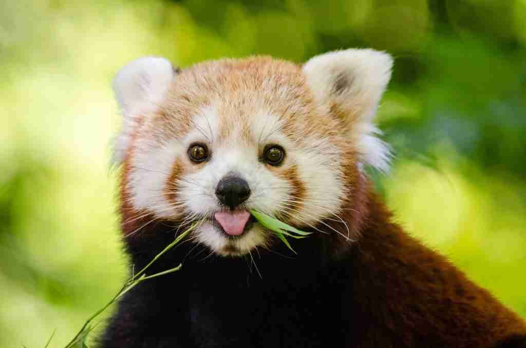 A picture of a red panda eating bamboo