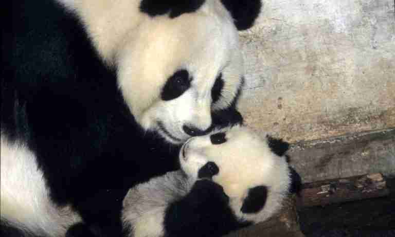 Giant Pandas: Bad Or Good Parents? (Learn The Truth!)