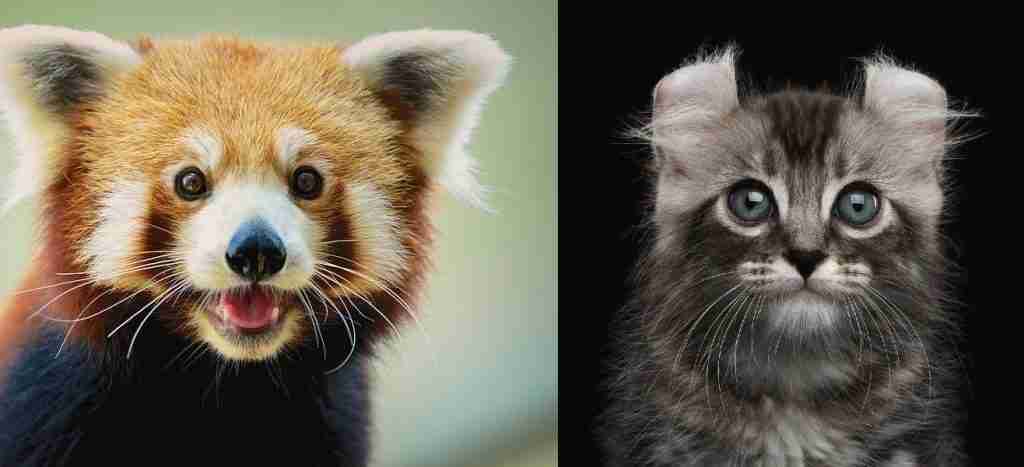 A Red panda and a cut size comparison
