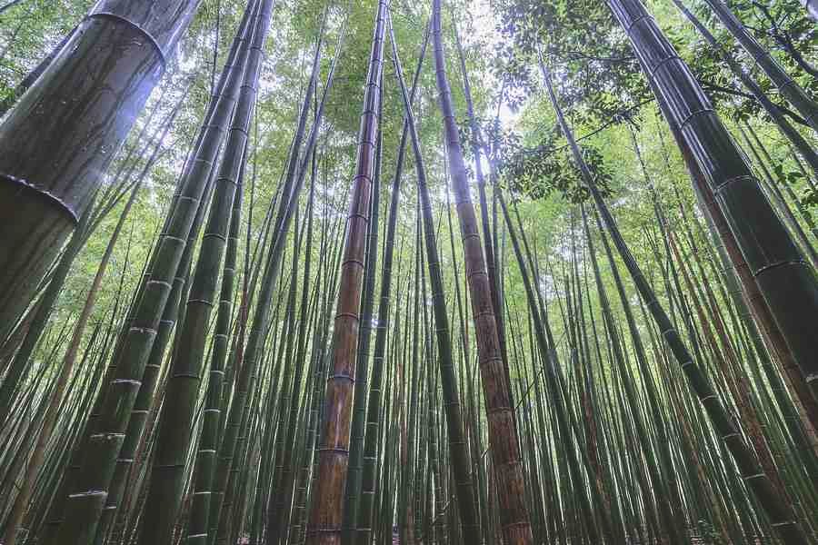 Bamboo plantation