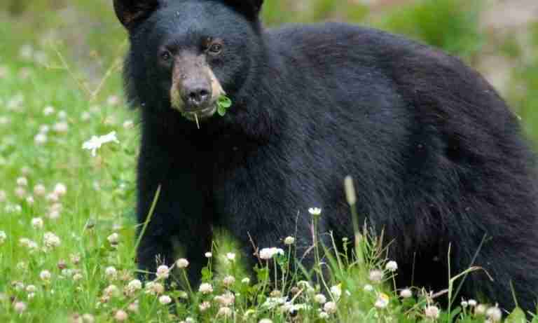 Are Black Bears Omnivores? (7 Types of Food They Eat)