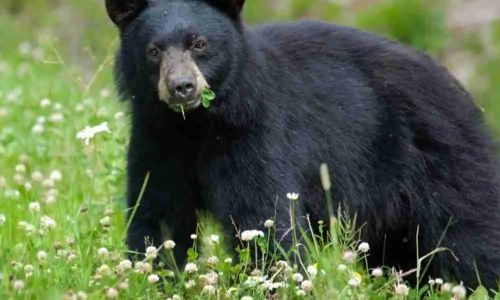 Black bear eating clover