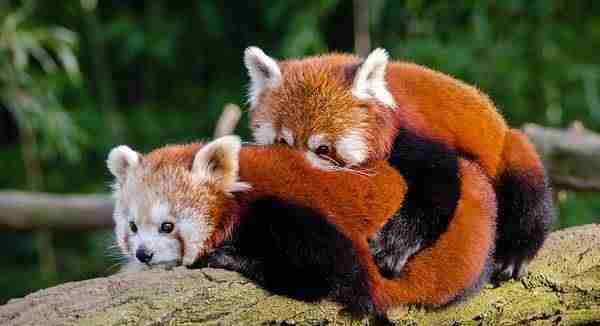 Red pandas mating