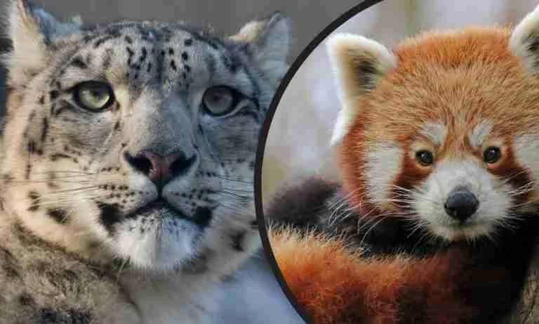 Snow Leopard & Red Pandas: 5 Answers You Should Know!