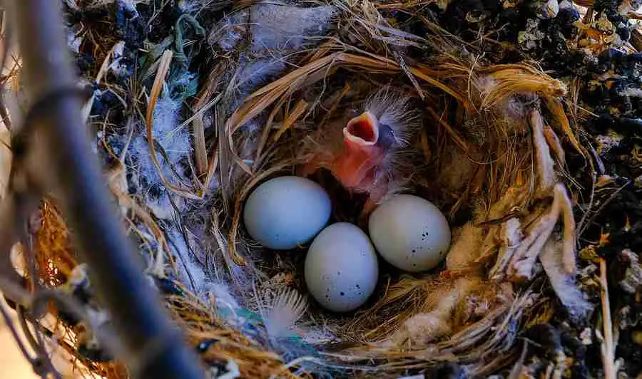 A bird's wild eggs