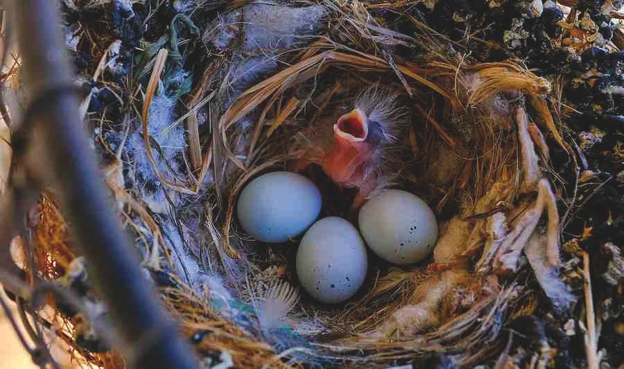 A bird's wild eggs