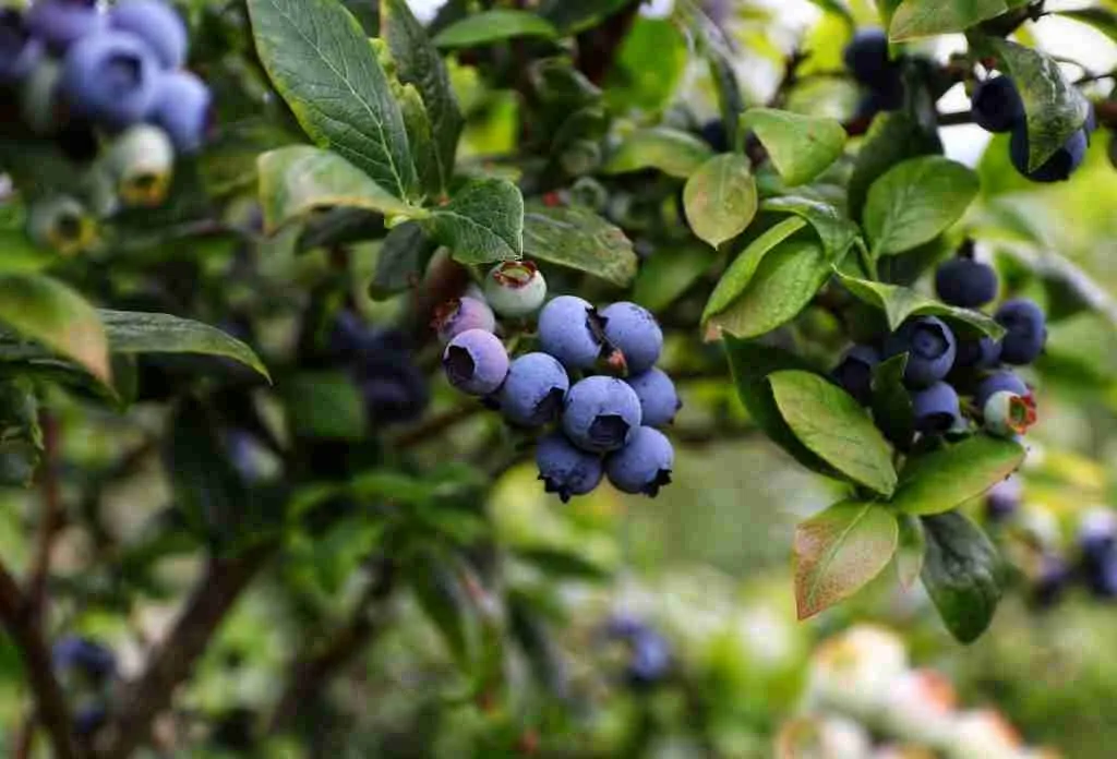 Blueberries on a tree