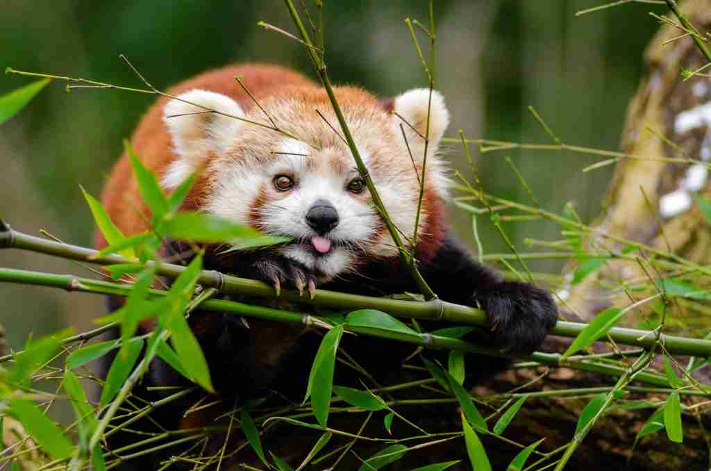 A picture of a red panda showing its tongue