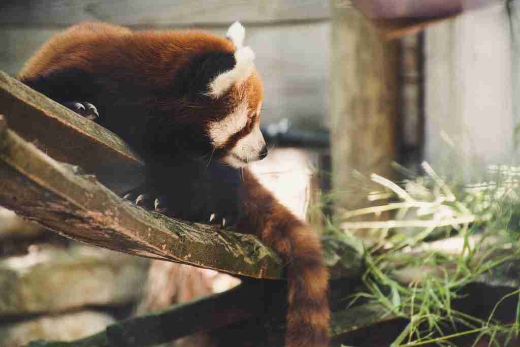 Are Red Pandas Dumb?