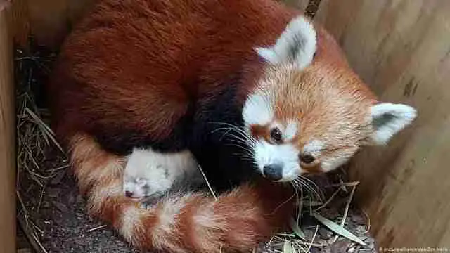 Red Panda with her Newborn Cub