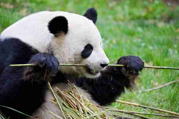 5 Reasons Why Pandas Are Rare 3 Is Hilarious