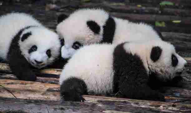 Cute Infant Giant Pandas - A Few Weeks Old