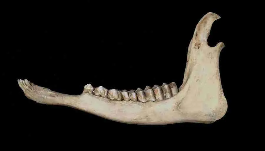 Lower jaw bone of a mammal