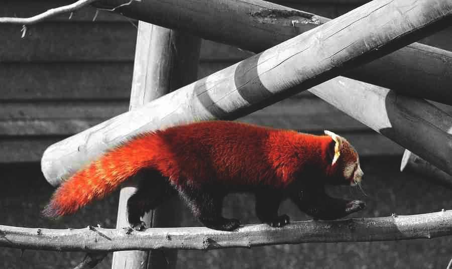 A Redpanda walking alone