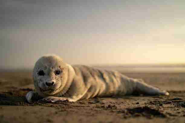 Seal - Close Relative of Bears